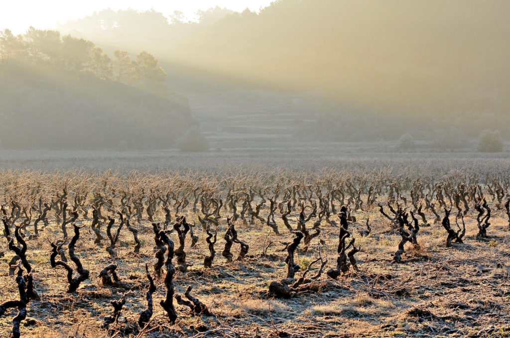 vignes chateau sainte croix à carcès en hiver