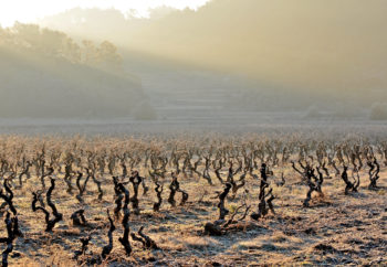 vignes chateau sainte croix à carcès en hiver