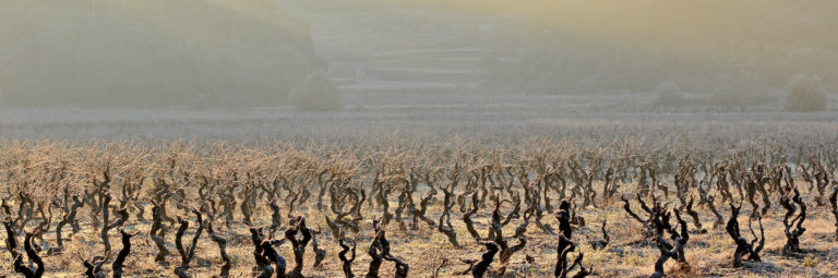 vignes chateau sainte croix à carcès en hiver