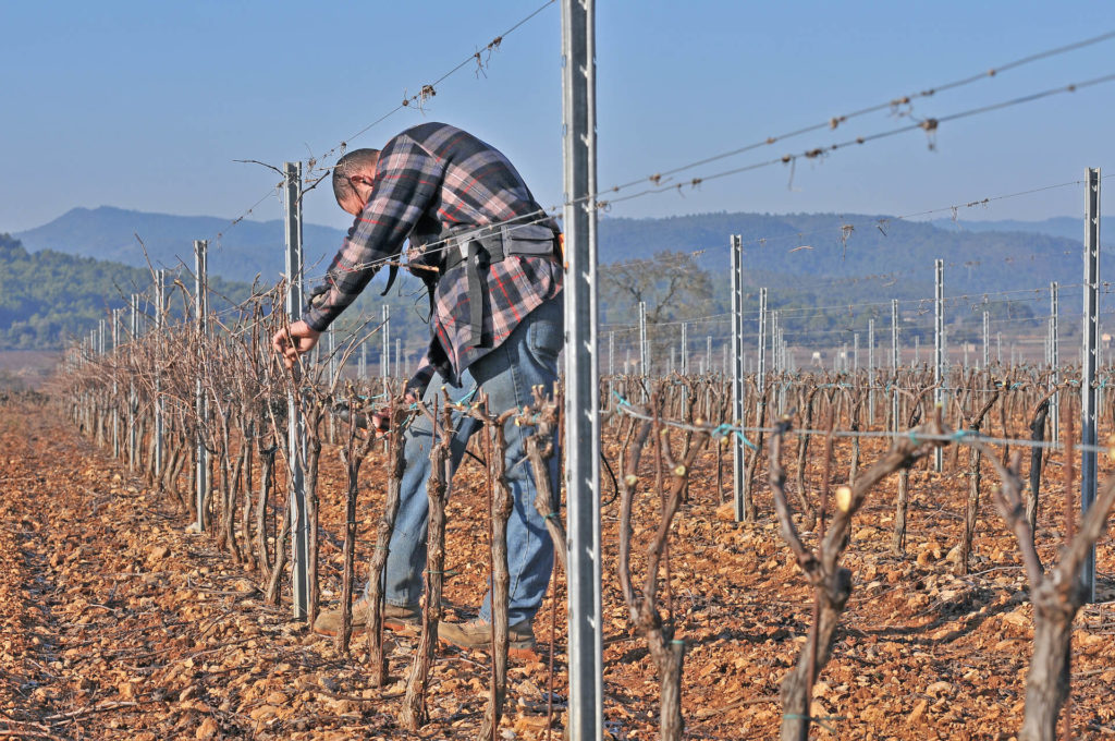 taille des vignes chateau sainte croix à carcès en hiver