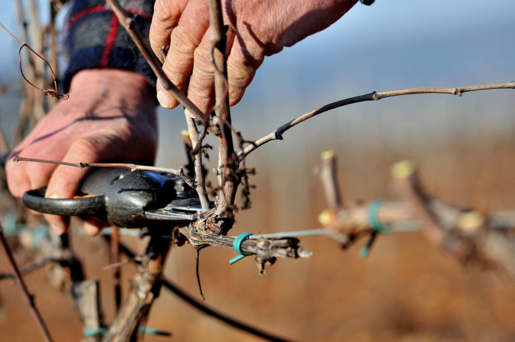 taille des vignes chateau sainte croix à carcès en hiver