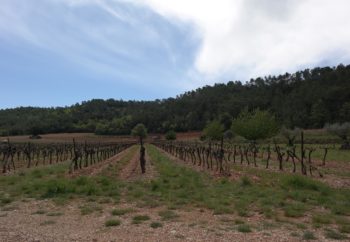 vignes d'un domaine viticole var