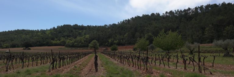 vignes d'un domaine viticole var