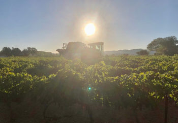 vendanges dans notre domaine à Carcès