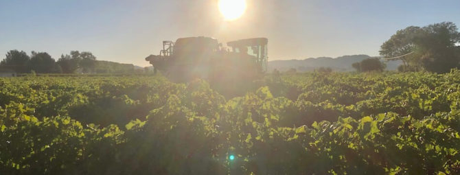 vendanges dans notre domaine à Carcès