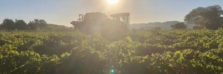 vendanges dans notre domaine à Carcès