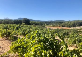 vignes et raisins en provence