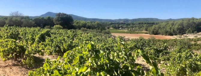 vignes et raisins en provence