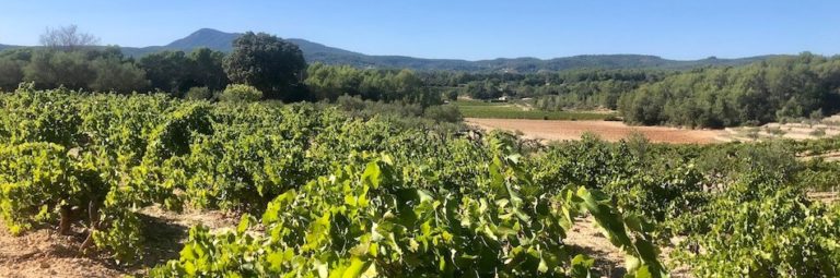 vignes et raisins en provence