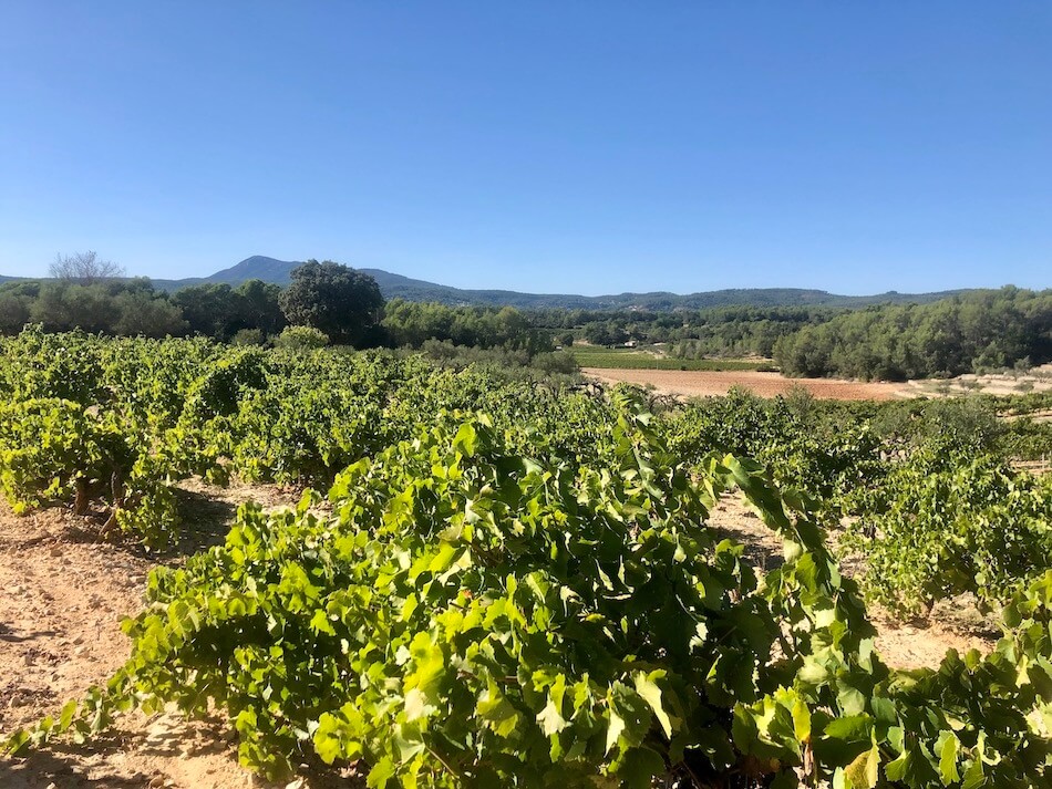 vignes et raisins en provence