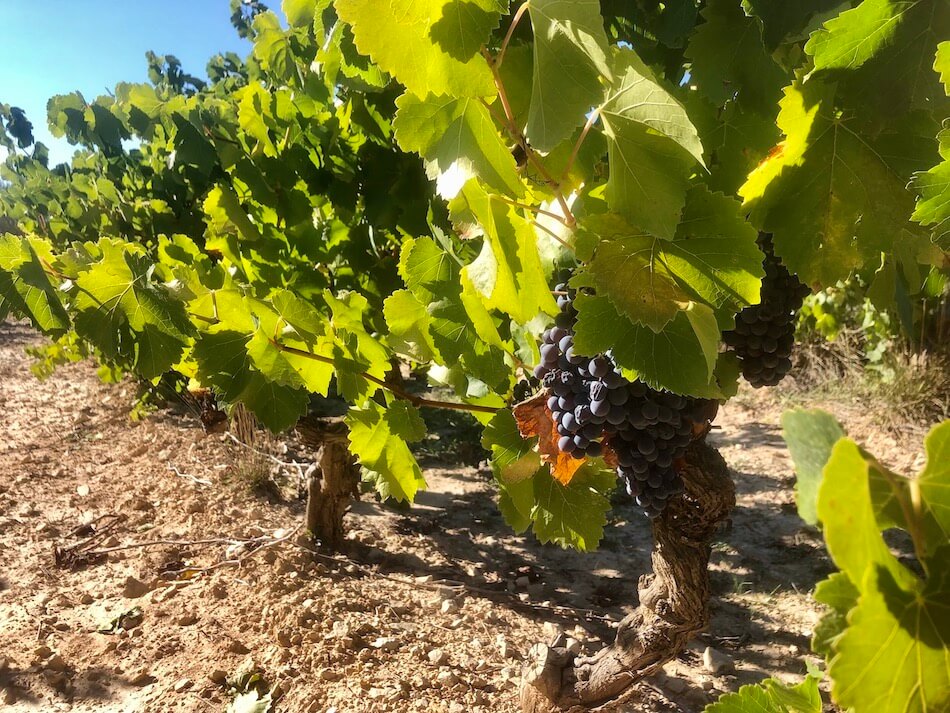 vignes et raisins en provence