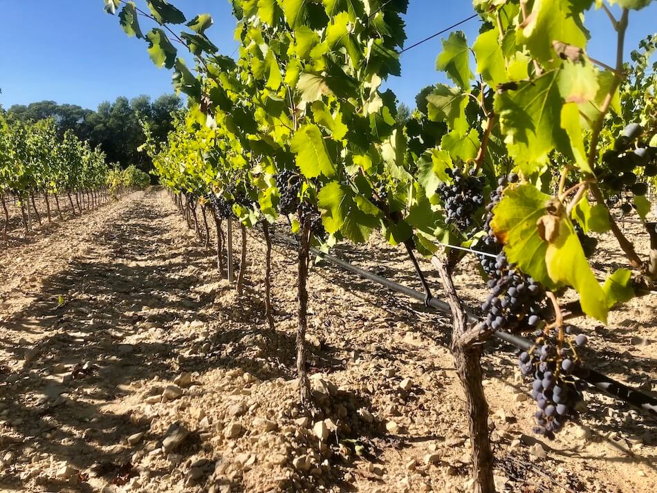 vignes et raisins en provence