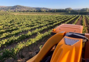 vignes dans notre domaine à Carcès