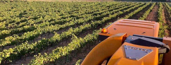 vignes dans notre domaine à Carcès