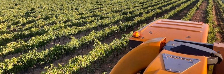 vignes dans notre domaine à Carcès